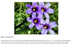 ต้นหญ้าบลูอาย - Blue eyed Grass