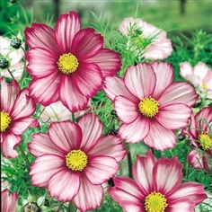 ดาวกระจายแคนดี้สตริป - Candy Stripe Cosmos | สกายสแครปเปอร์ - เมืองสมุทรปราการ สมุทรปราการ