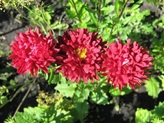 แอสเตอร์จีนสีแดง - Red China Aster