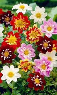 รักเร่เออลี่เบิร์ดคละสี - Mixed Early Bird Dahlia