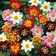 รักเร่คอลลาเลทคละสี - Mixed Collarette Dahlia