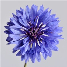 คอร์นฟลาวเวอร์สีฟ้า - Blue Cornflower
