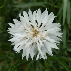 คอร์นฟลาวเวอร์สีขาว - White Cornflower