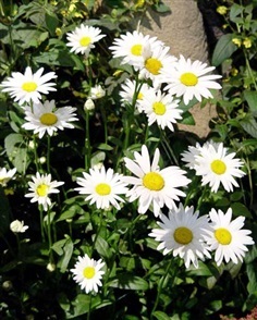 เดซี่ชาสตา - Shasta Daisy