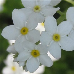 ฟอร์เก็ตมีนอตสีขาว - White Forget me not