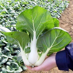 ผักกาดกวางตุ้งก้านขาว - Milky Dwarf Pak Choi | สกายสแครปเปอร์ - เมืองสมุทรปราการ สมุทรปราการ