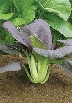 ผักกาดฮ่องเต้ใบแดง - Red Pak Choi