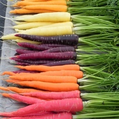 แครอทคละสี - Mixed Rainbow Carrot