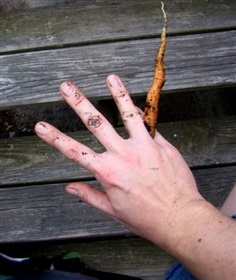 แครอทนิ้วมือ - Little Finger Carrot