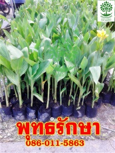 จำหนายต้นพุทธรักษา ถุง 4 นิ้ว สูง 60cm