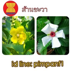 ส้านชะวา