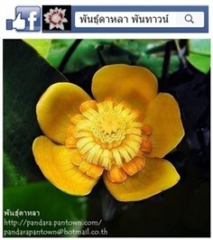 บัวญีปุ่น