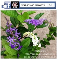 พวงครามต้น