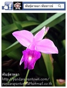 ยี่โถปีนัง ดอกสีม่วงขาว