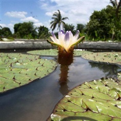 บัวกระด้ง ดอกสีม่วง (Euryale ferox)