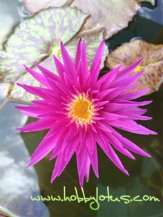 Tropical waterlily