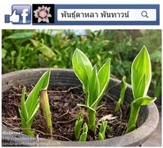 กล้วยไม้ดินดอกทิวลิปใบด่าง