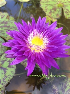  Tropical waterlily
