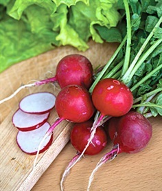 แรดิชเชอรี่เบลล์ - Cherry Belle Radish