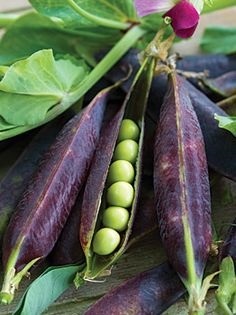 ถั่วลันเตาสีม่วง - Purple Pod Pea