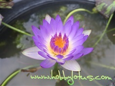 Tropical waterlily