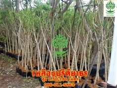 ขายต้นเหลืองปรีดียาธรสูง1.50 เมตร