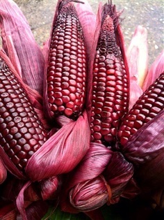 ข้าวโพดหวานสีแดง Siam Ruby Corn  | ข้าวโพดอัญมณี Glass Gem Corn - ครบุรี นครราชสีมา