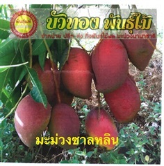 มะม่วงซาลหลิน | บัวทองพันธุ์ไม้ - บางบัวทอง นนทบุรี