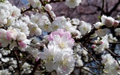 ดอกเหมย Prunus persica white flower