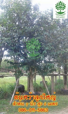 ขายต้นหว้าลูกใหญ่ ลำต้น 7นิ้วสูง 6 เมตร ฟอร์มเต็ม