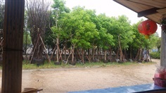 ต้นแคนา | สวน สวิง พันธุ์ไม้ล้อม - บ้านนา นครนายก