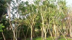 ต้นชงโคป่า,ฮอนแลนด์,เปอร์เซีย