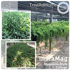 เดฟ, เดฟหัวใจ | TreeAdHome - สามพราน นครปฐม