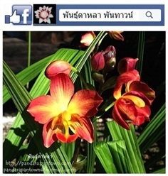 กล้วยไม้ดิน