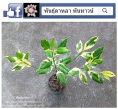 กันเกราใบด่าง | พันธุ์ดาหลา - เมืองเชียงใหม่ เชียงใหม่