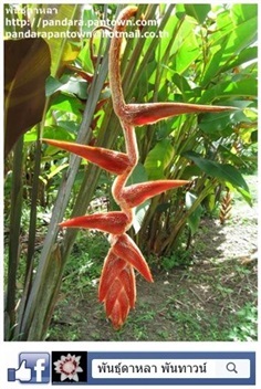 Heliconia Vellerigera