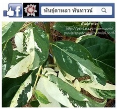 บุหงาส่าหรีใบด่าง | พันธุ์ดาหลา - เมืองเชียงใหม่ เชียงใหม่