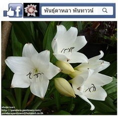 ว่านมหาบัวขาว