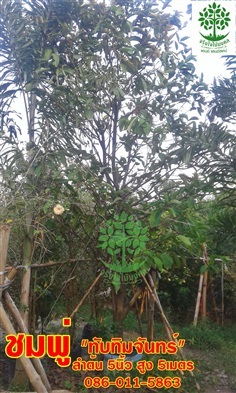 ขายต้นชมพู่ลำต้น5นิ้วสูง5เมตรฟอร์มสวย