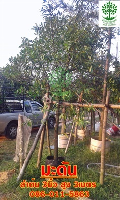 ขายต้นมะดันลำต้น 3นิ้ว สูง3เมตร ติดลูกแล้ว
