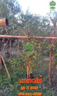 ขายต้นมะนาวโห่ สูง2เมตร | จริงใจไม้มงคล แอนด์ แลนด์สเคป - ลำลูกกา ปทุมธานี