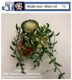 เดฟกระเป๋าแคระใบด่าง | พันธุ์ดาหลา - เมืองเชียงใหม่ เชียงใหม่