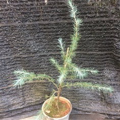 Cedrus deodara 