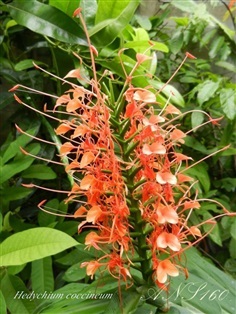 มหาหงส์แดง Hedychium coccineum