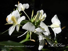 มหาหงส์ขาวแต้มเหลือง Hedychium coronarium Gold spot | ปฏิพัทธ์พฤกษา - เมืองลำปาง ลำปาง