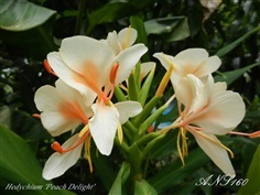 มหาหงส์พีชดีไลท์ Hedychium Peach Delight