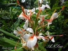 มหาหงส์พิงค์วี Hedychium Pink V