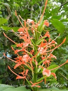 มหาหงส์สลิมออเรนจ์ Hedychium slim orange