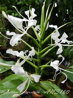 ตาเหินหลวง Hedychium stenopetalum