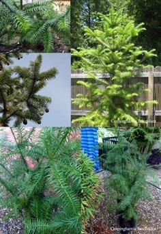 สน Cunninghamia lanceolata